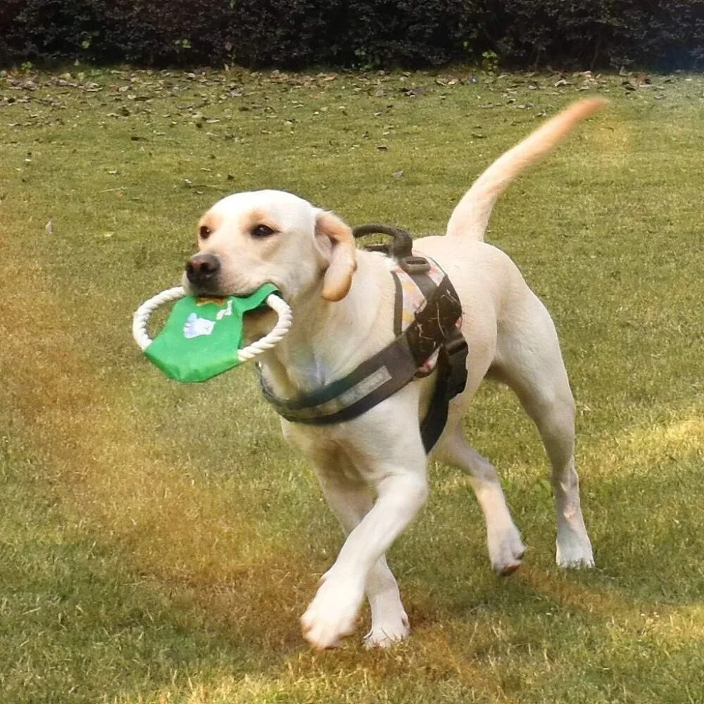 8-Pack Dog Rope Toy Set – Interactive Chew Toys for Puppies - Picture 12 of 14